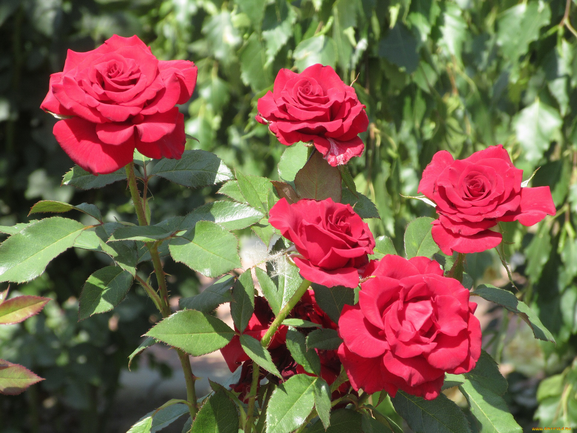 цветы, розы, лето, 2018, июнь