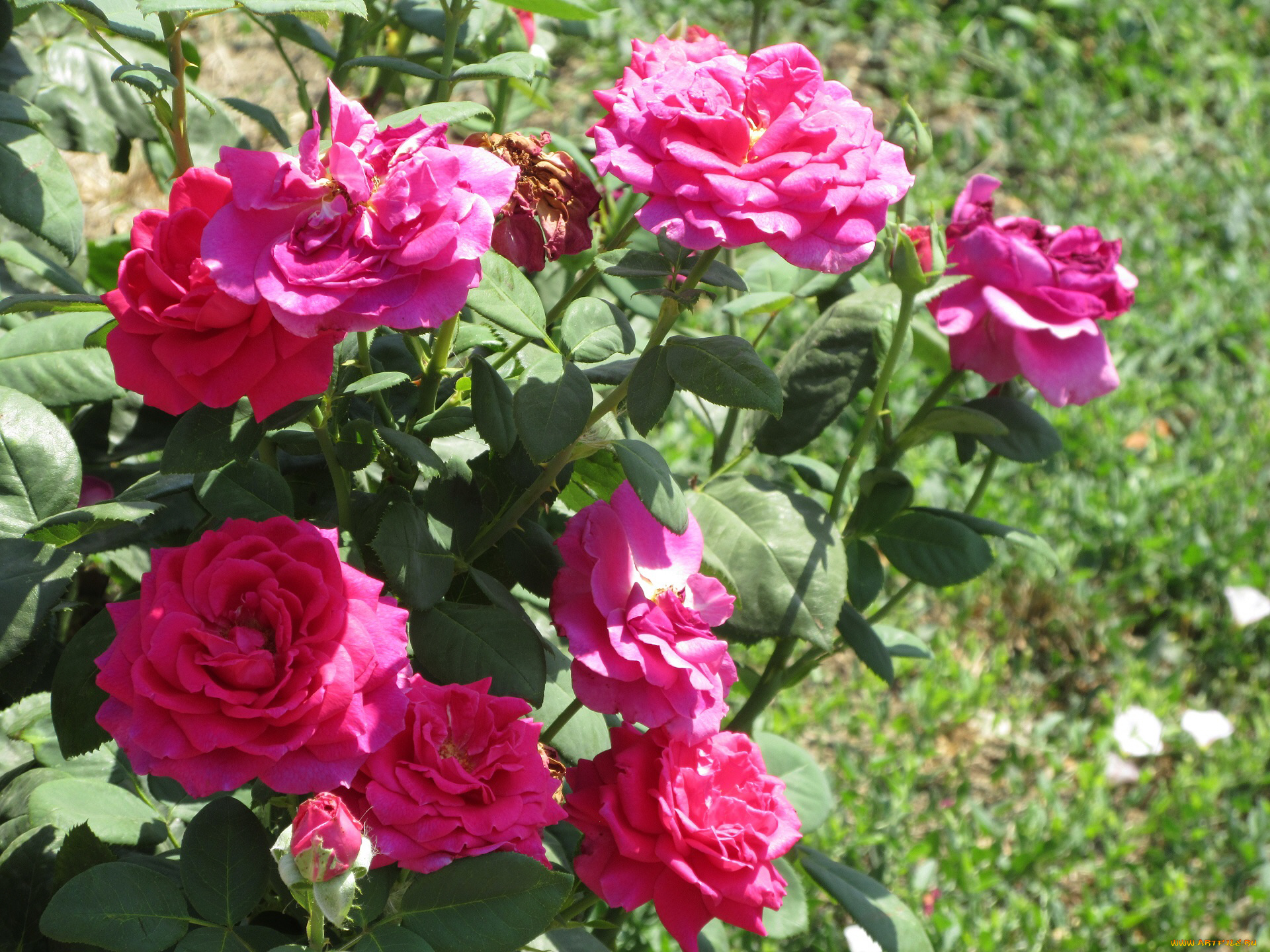 цветы, розы, лето, 2018, июнь