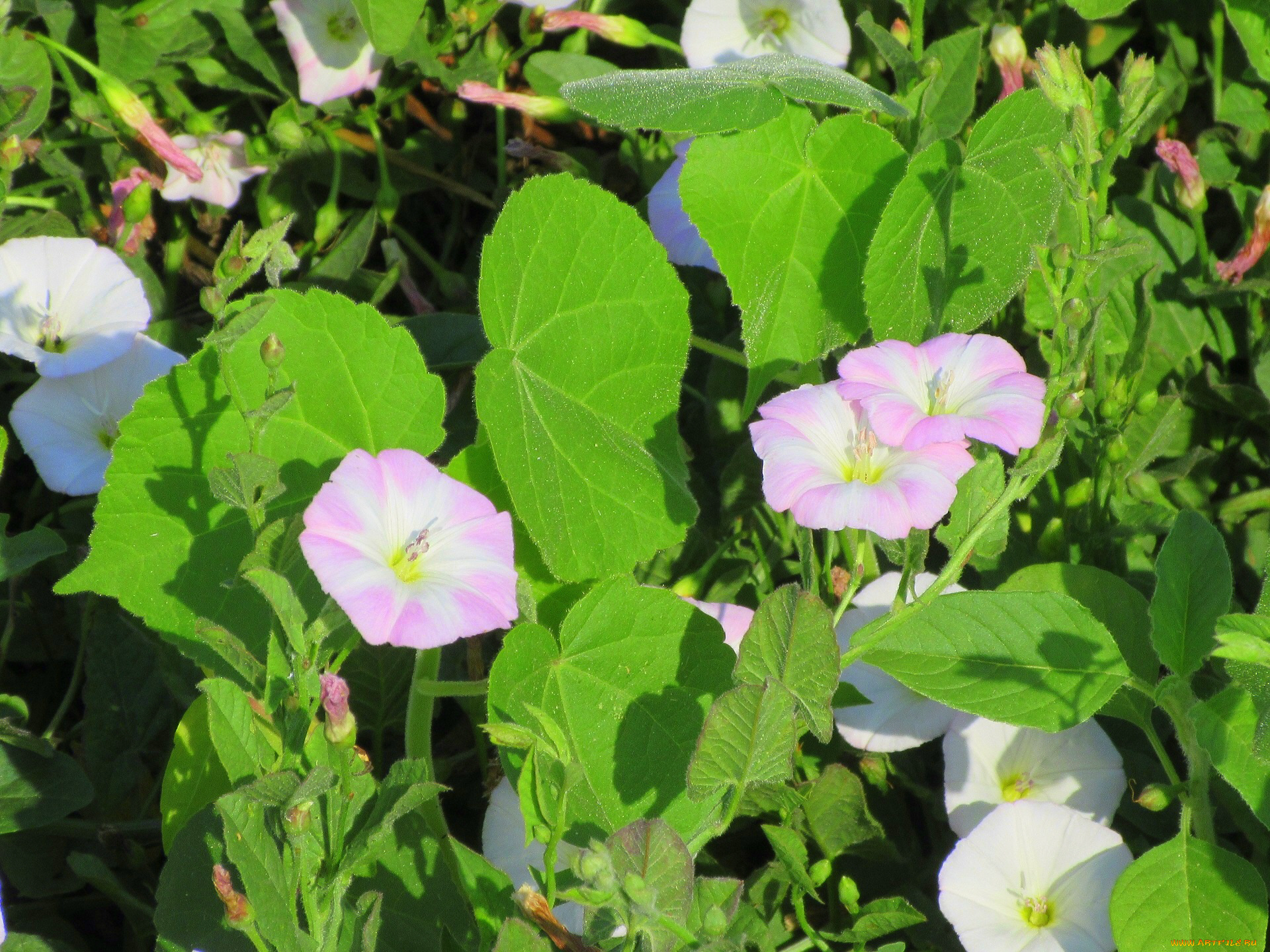 цветы, вьюнки, , ипомеи, лето, 2018, июнь