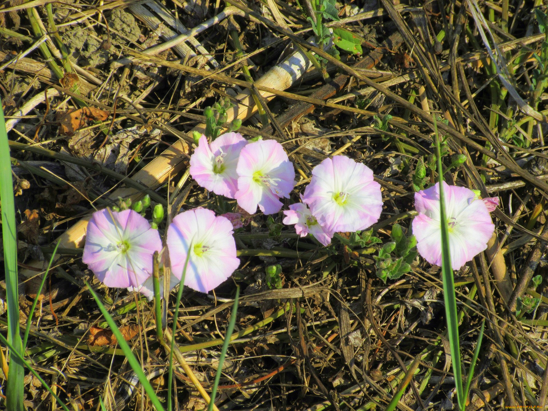 цветы, вьюнки, , ипомеи, лето, 2018, июнь