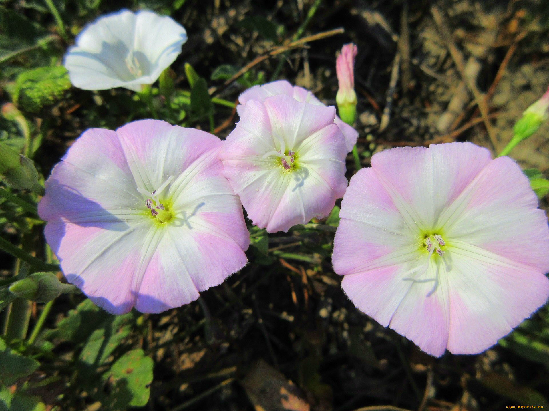 цветы, вьюнки, , ипомеи, лето, 2018, июнь
