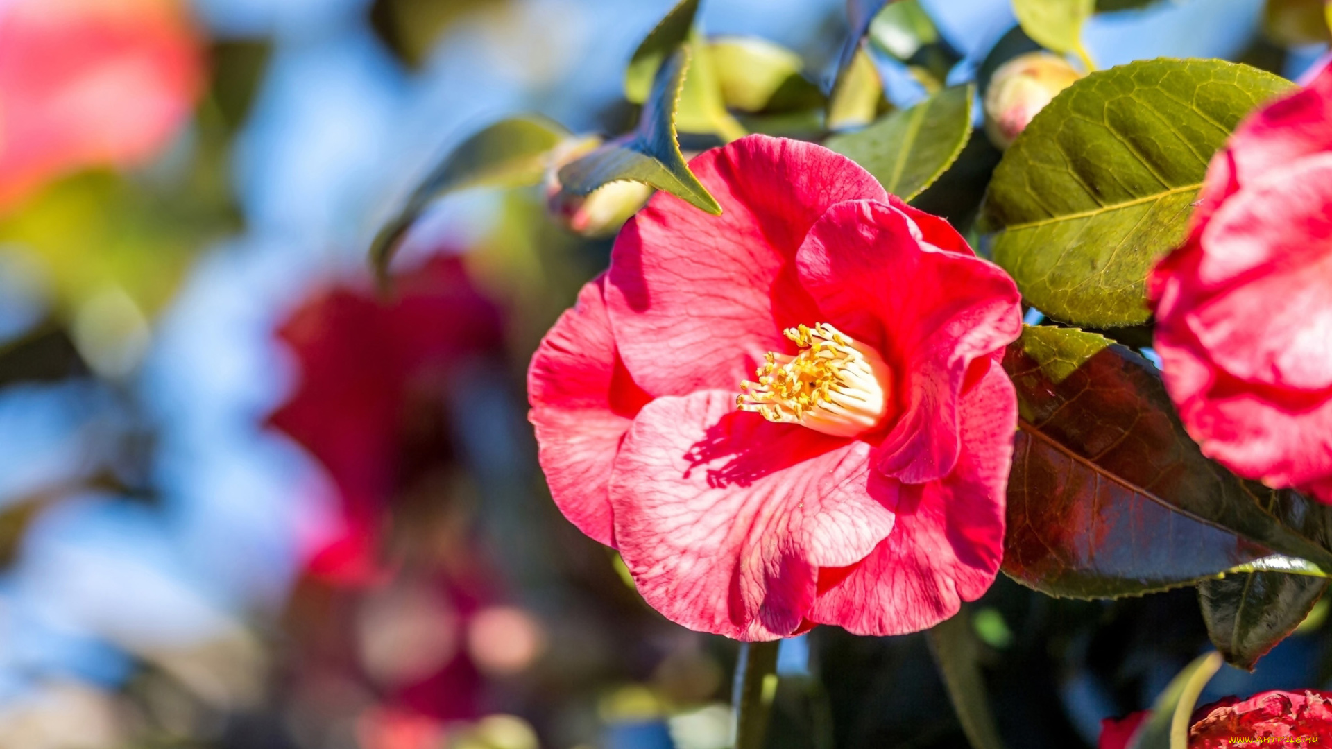 цветы, камелии, розовая, камелия