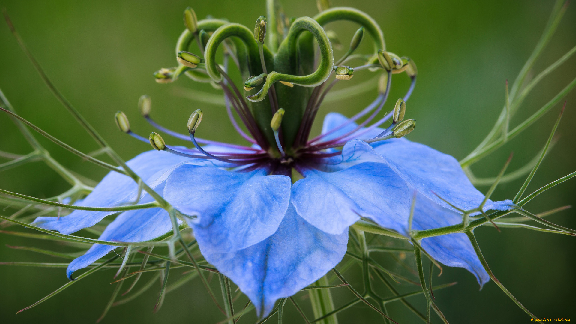 цветы, нигелла, макро
