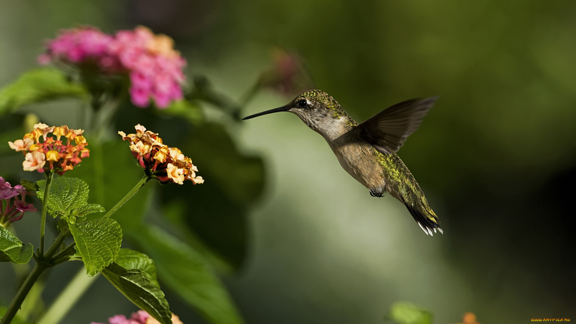колибри, животные, самая, маленькая, птица, в, мире, да, само, название, птицы, очень, красивое, королева, нектара