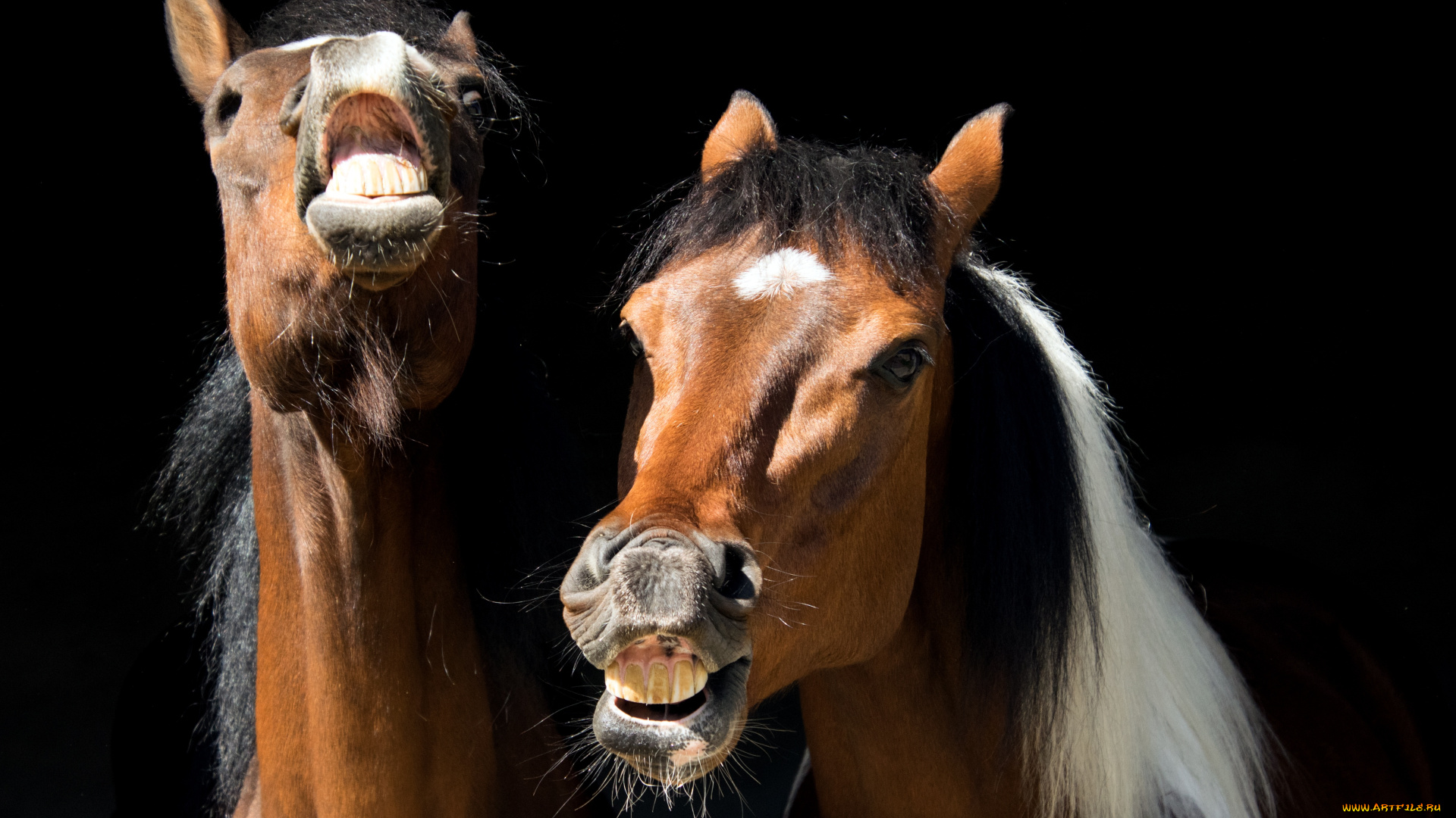 животные, лошади, головы, ржание