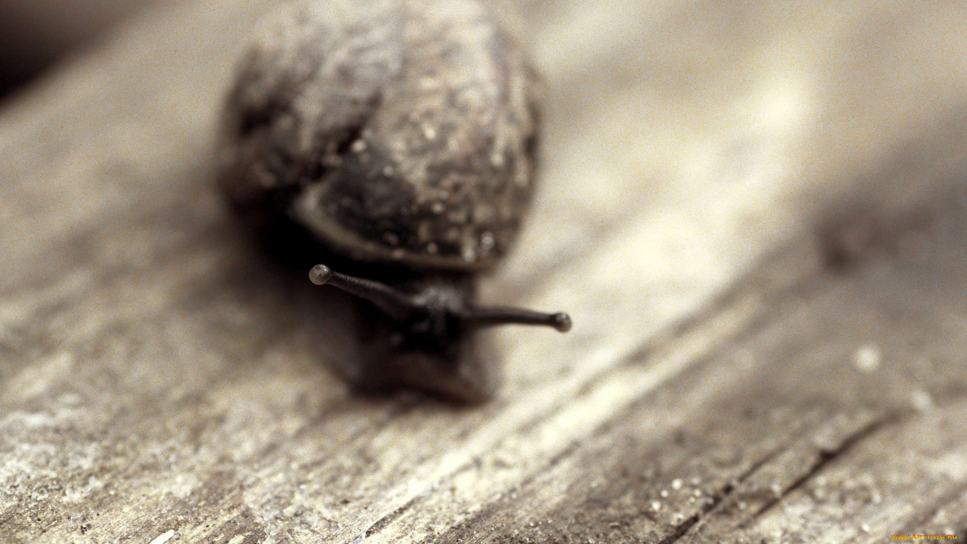 животные, улитки, улитка