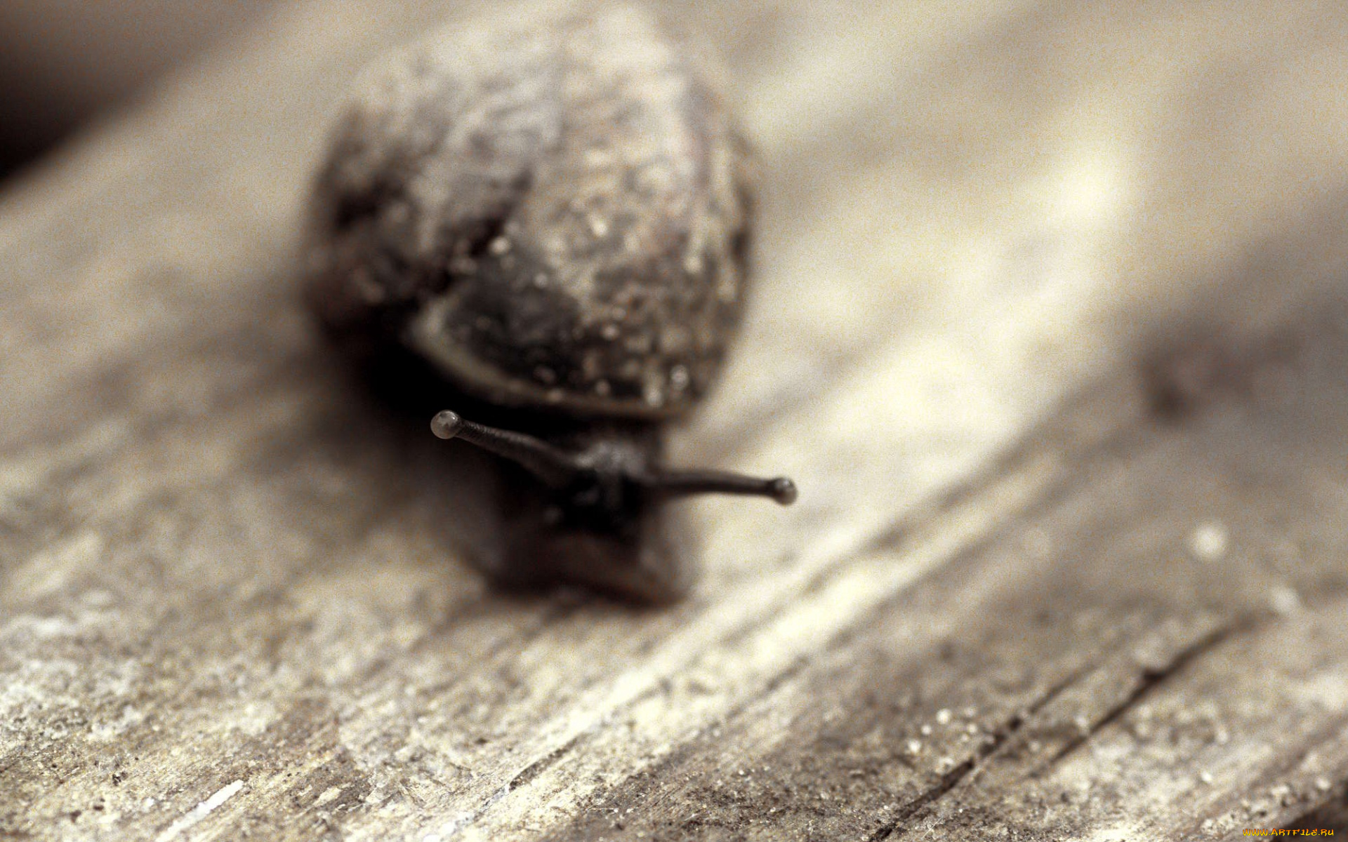 животные, улитки, улитка