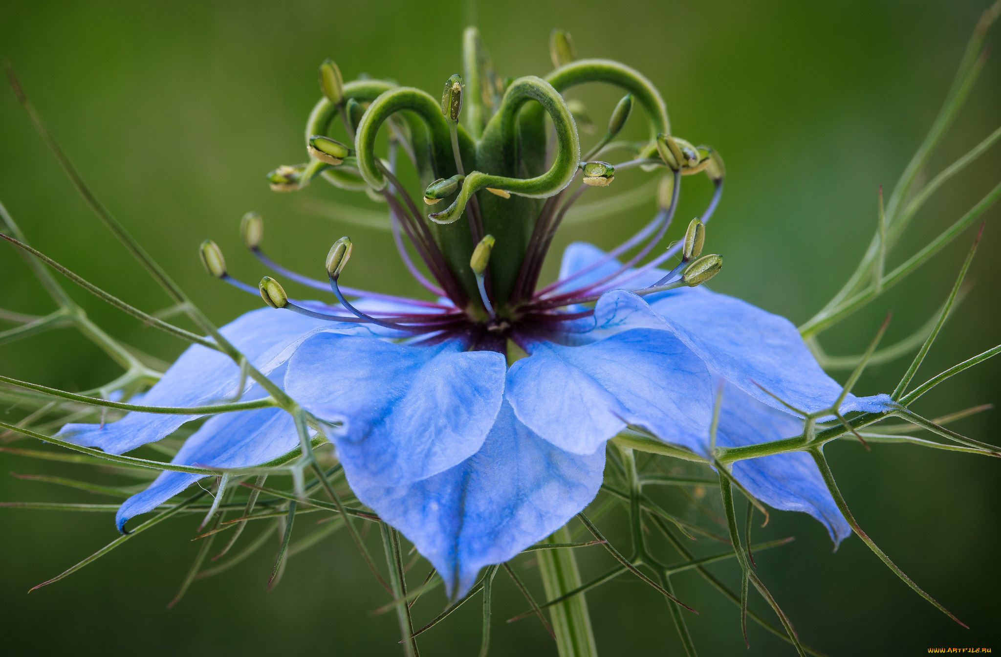 цветы, нигелла, макро