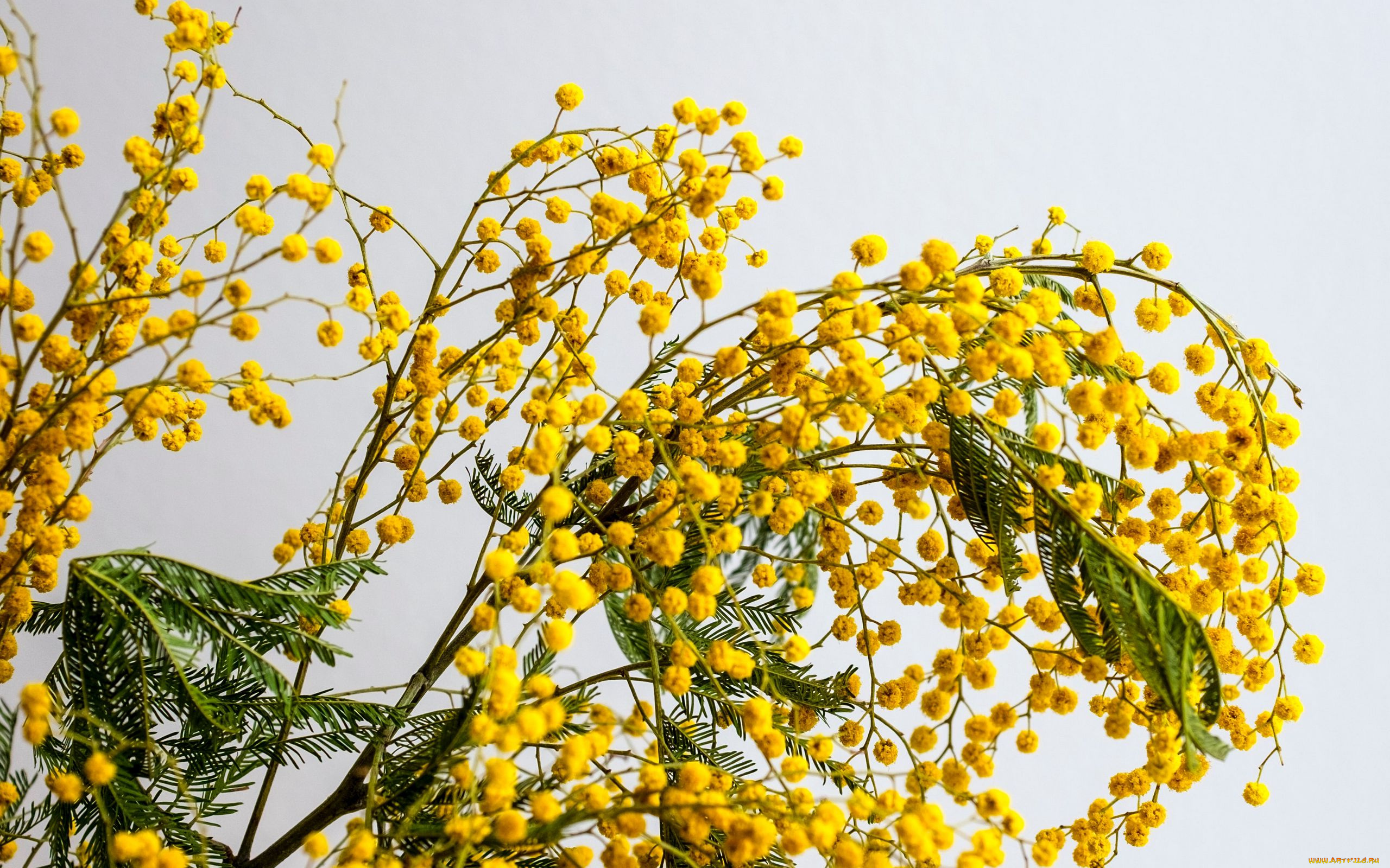 цветы, мимоза, желтая, ветка
