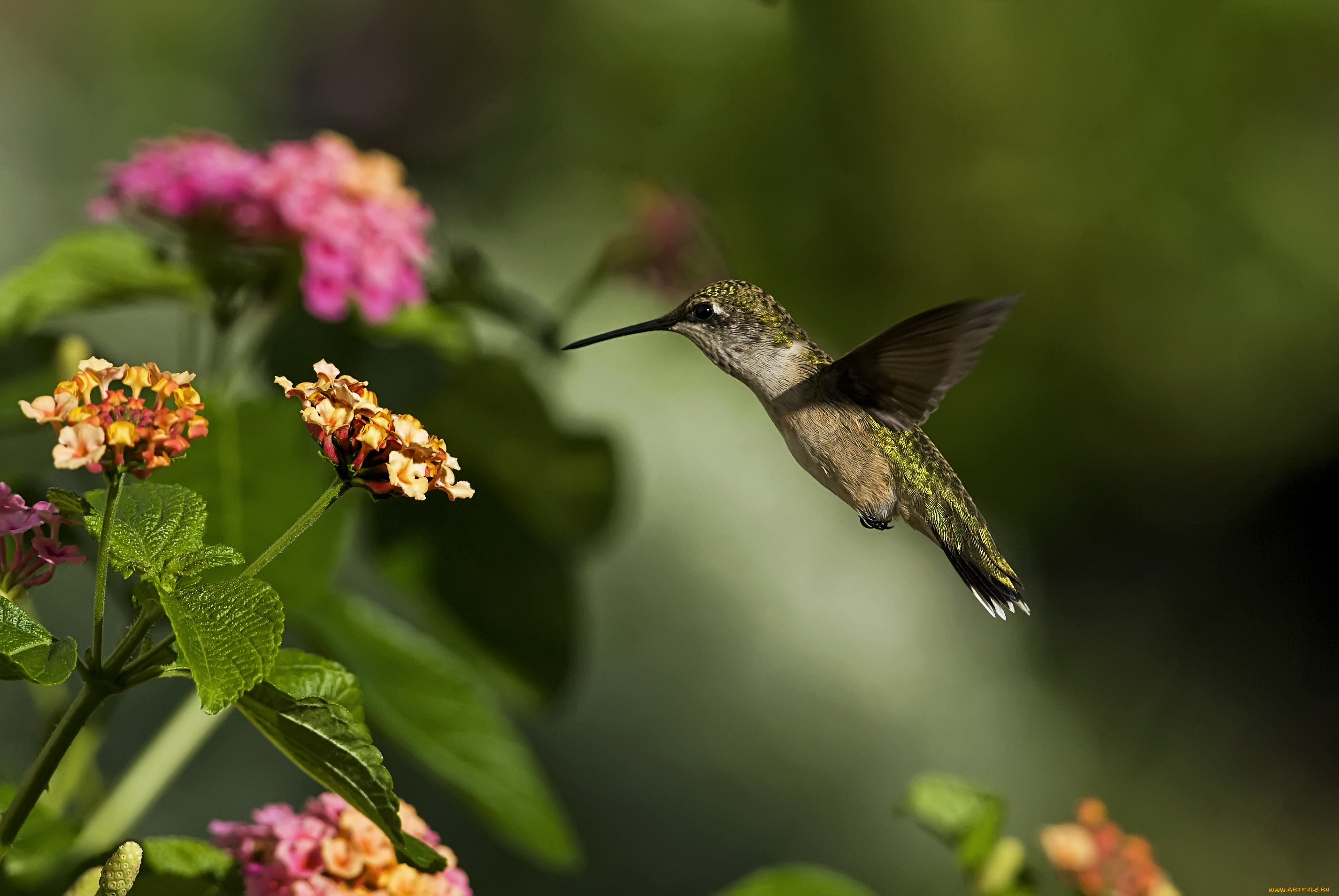 колибри, животные, самая, маленькая, птица, в, мире, да, само, название, птицы, очень, красивое, королева, нектара
