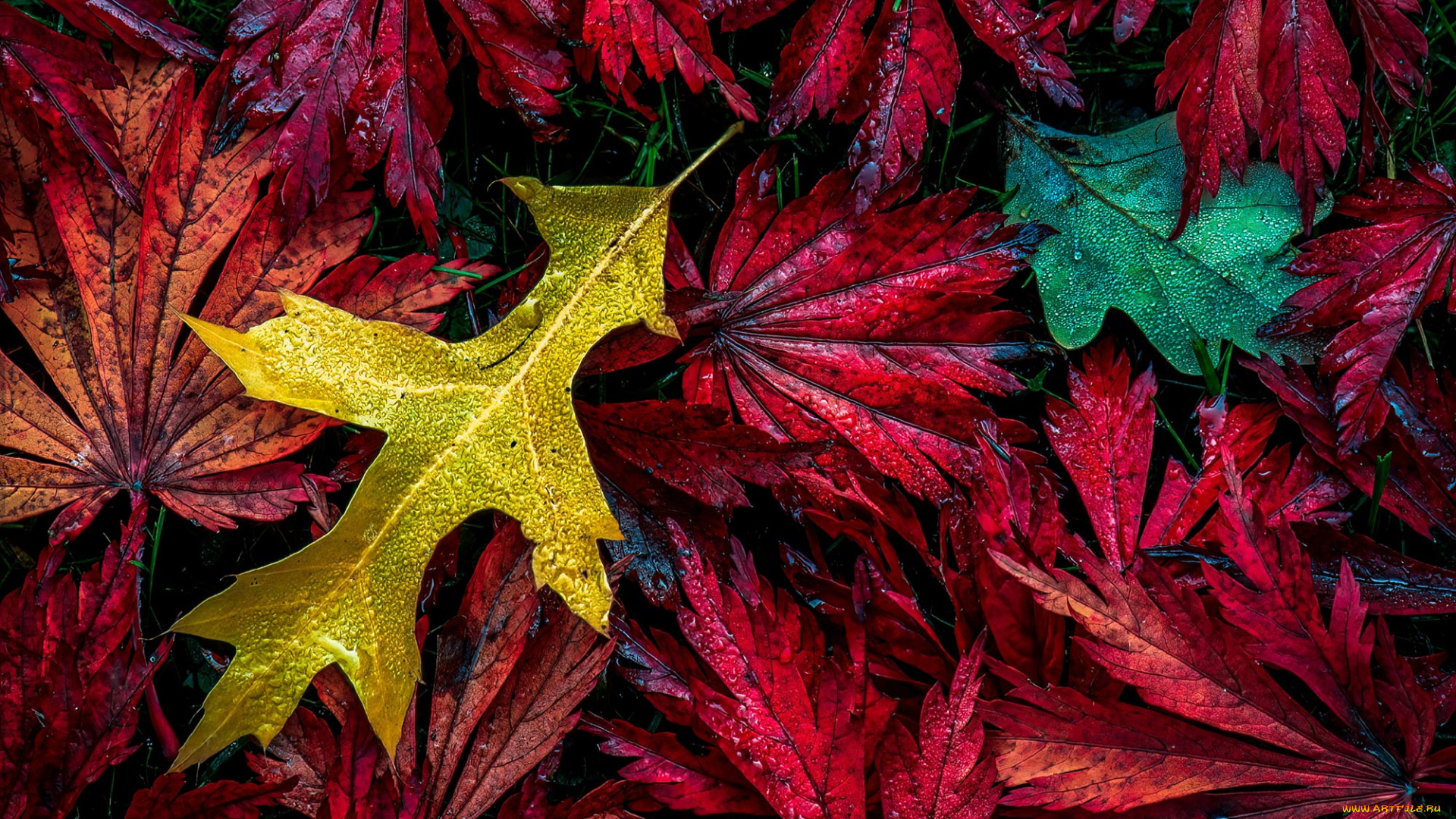 природа, листья, осень