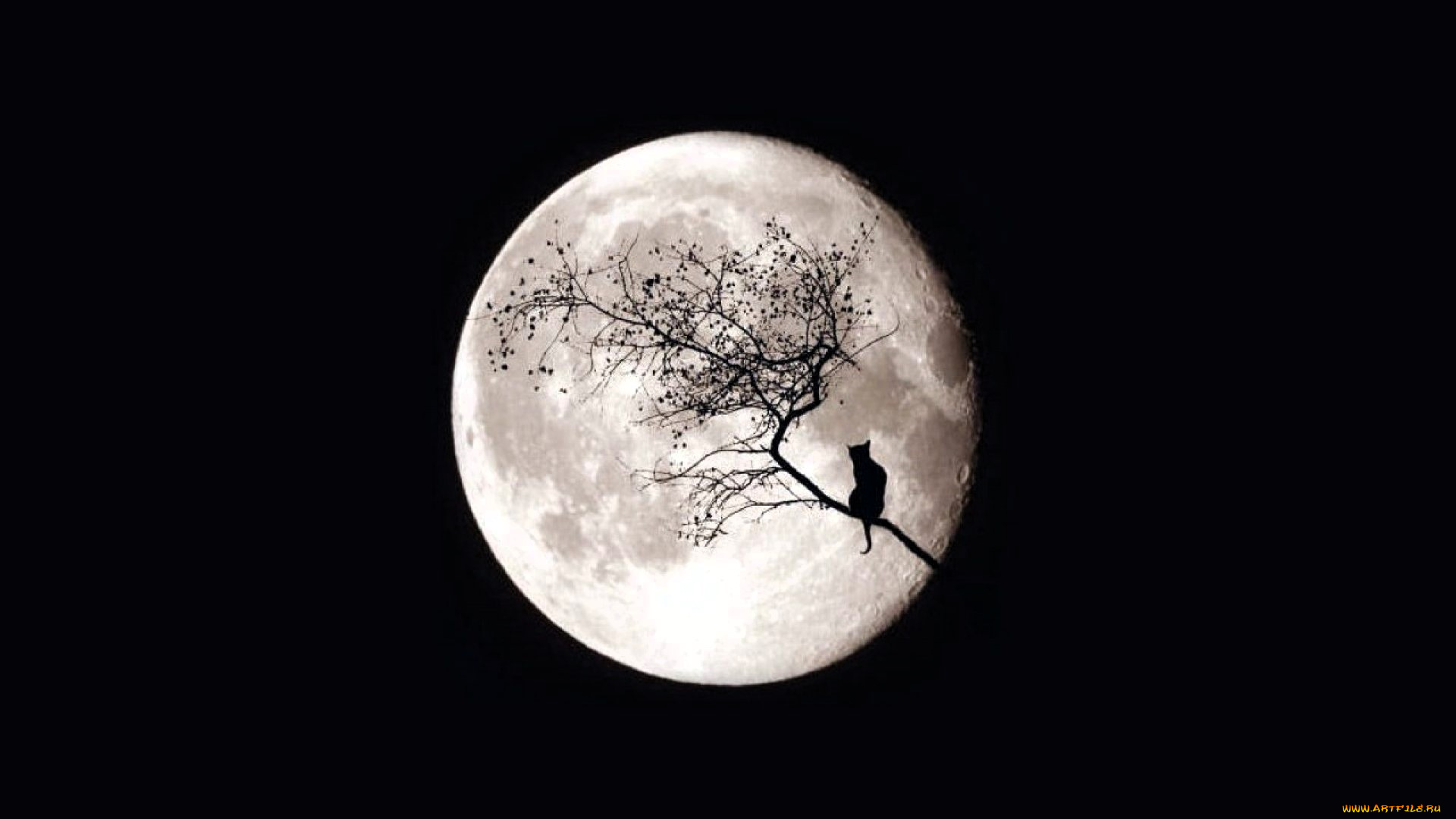 разное, компьютерный, дизайн, ночь, луна, дерево, ветка, кот, силуэт