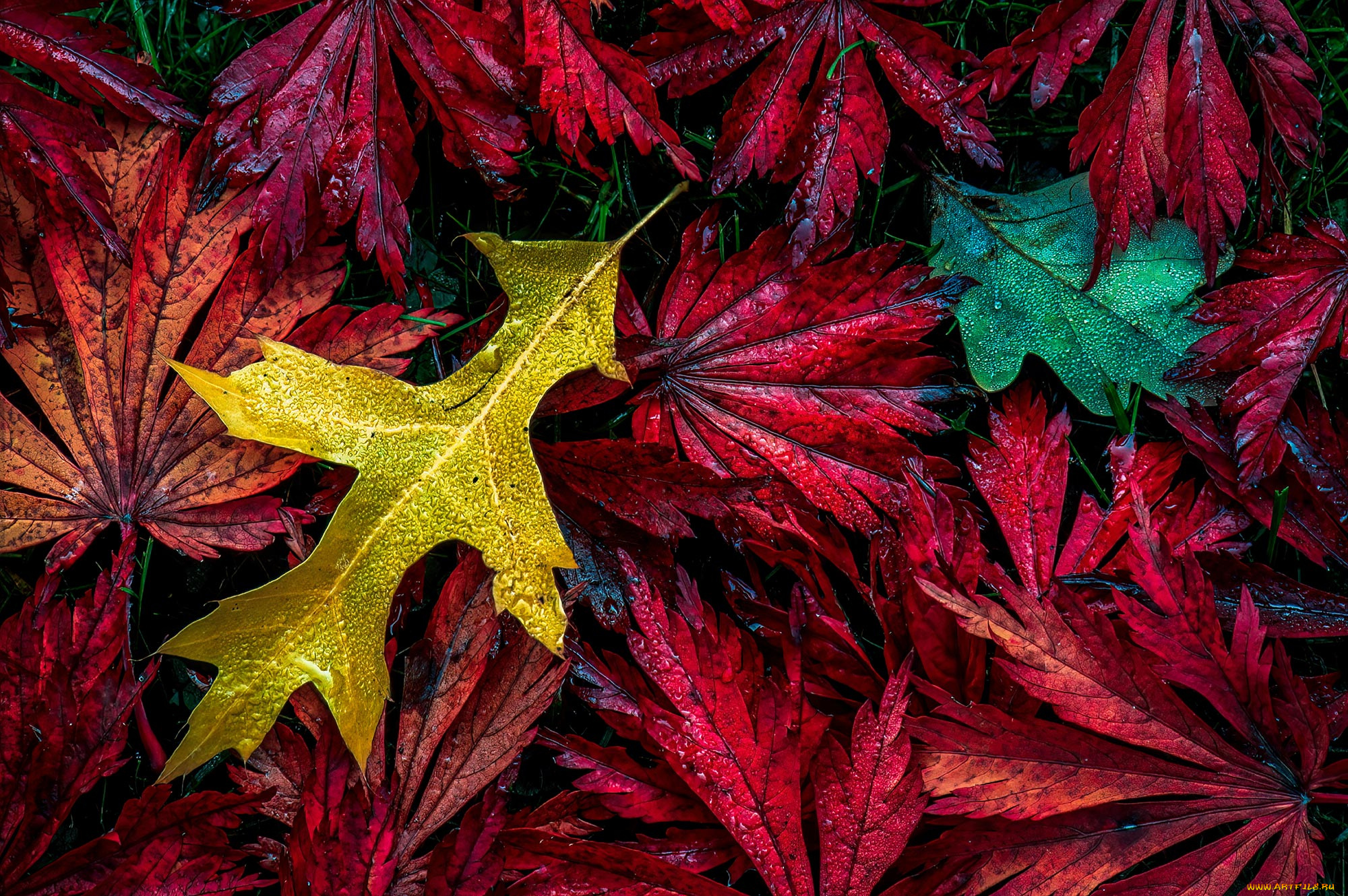 природа, листья, осень