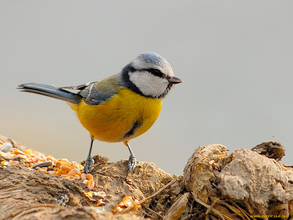 животные, синицы, лазоревки