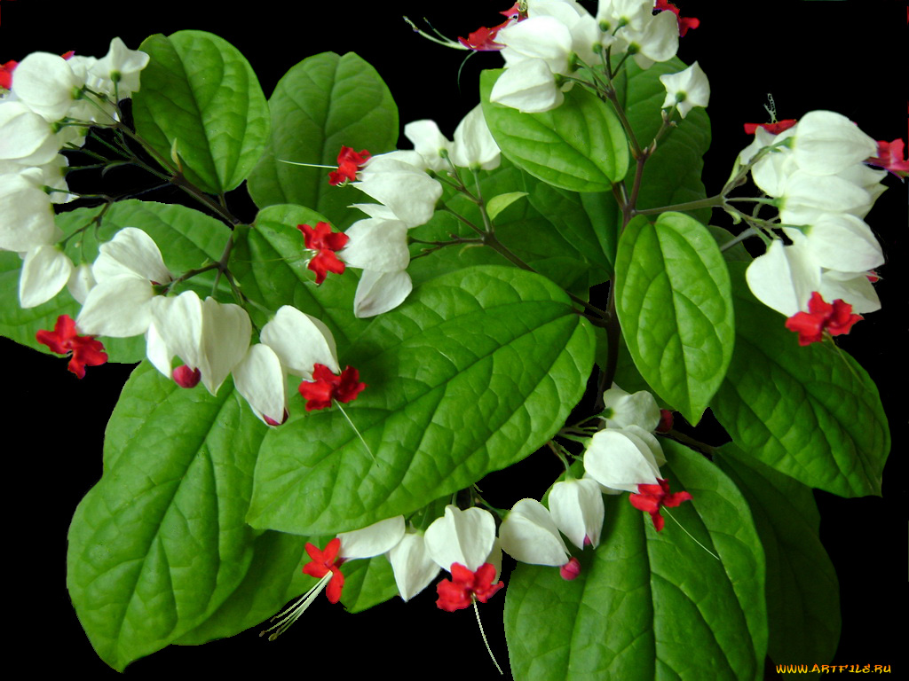 цветы, клеродендрумы