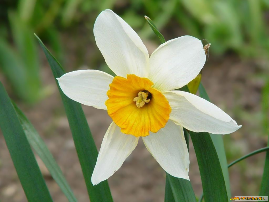 цветы, нарциссы