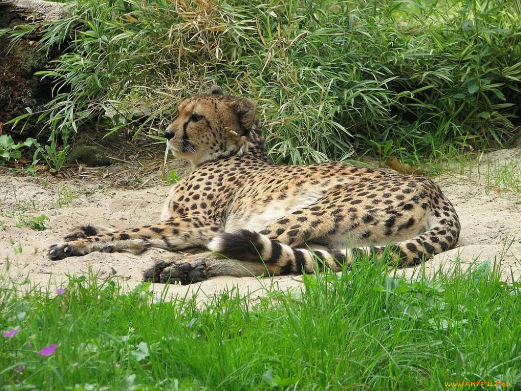 животные, гепарды