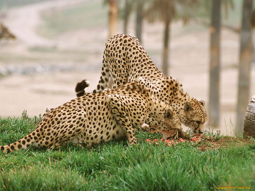 животные, гепарды