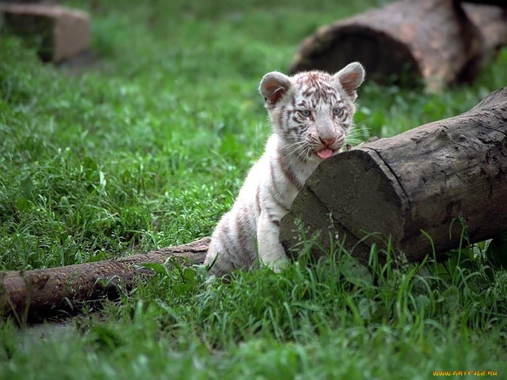 животные, тигры