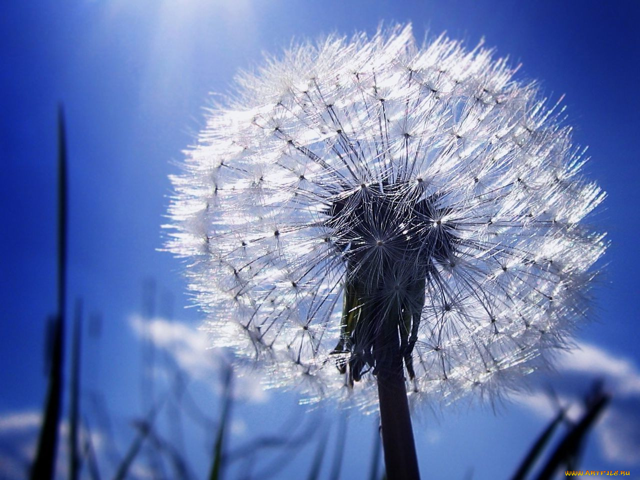 цветы, одуванчики