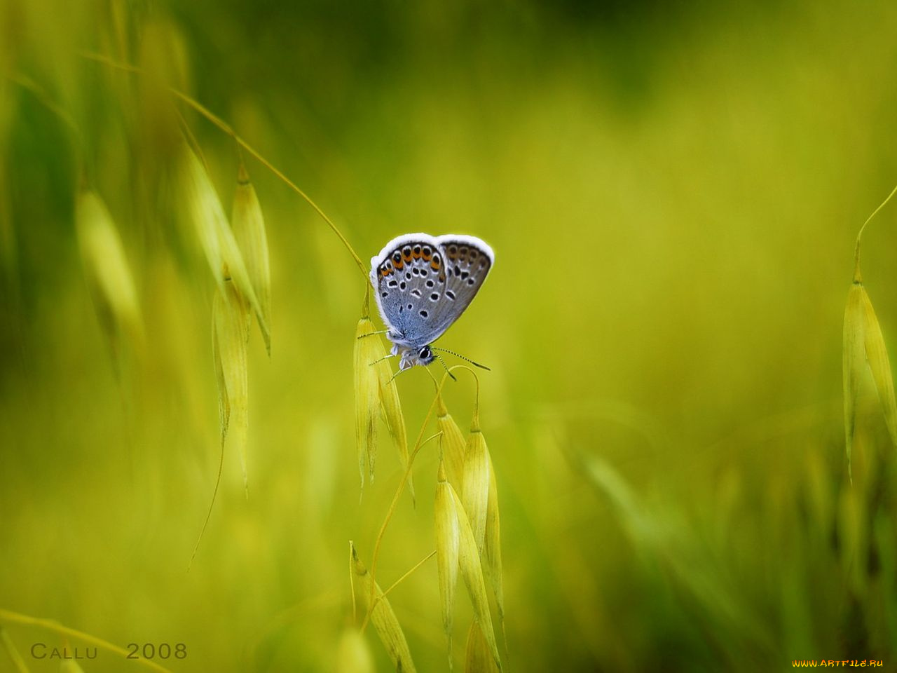 животные, бабочки