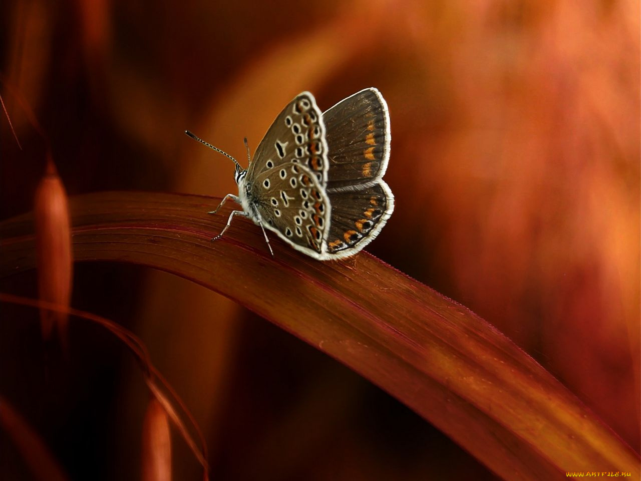 животные, бабочки
