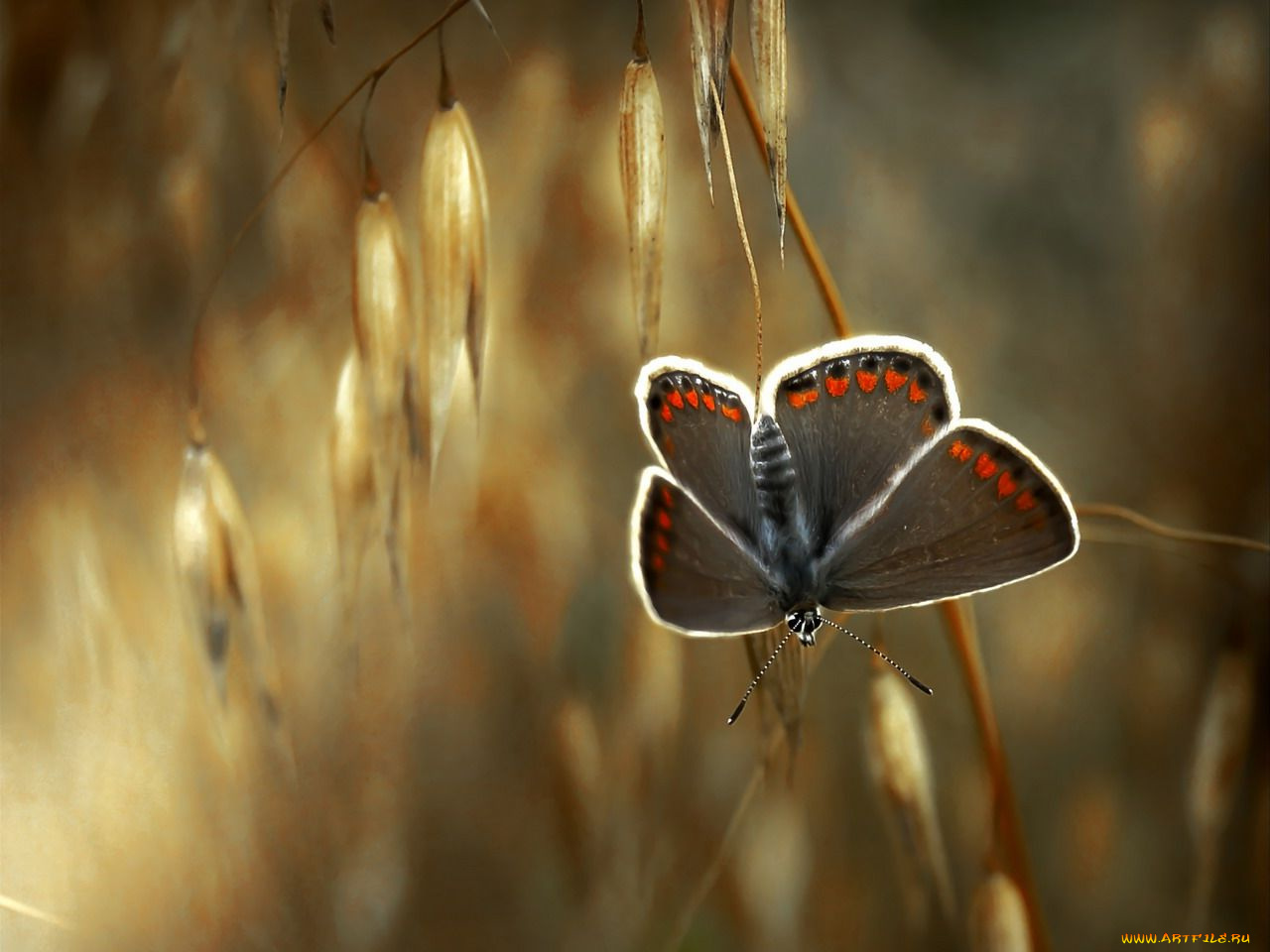 животные, бабочки