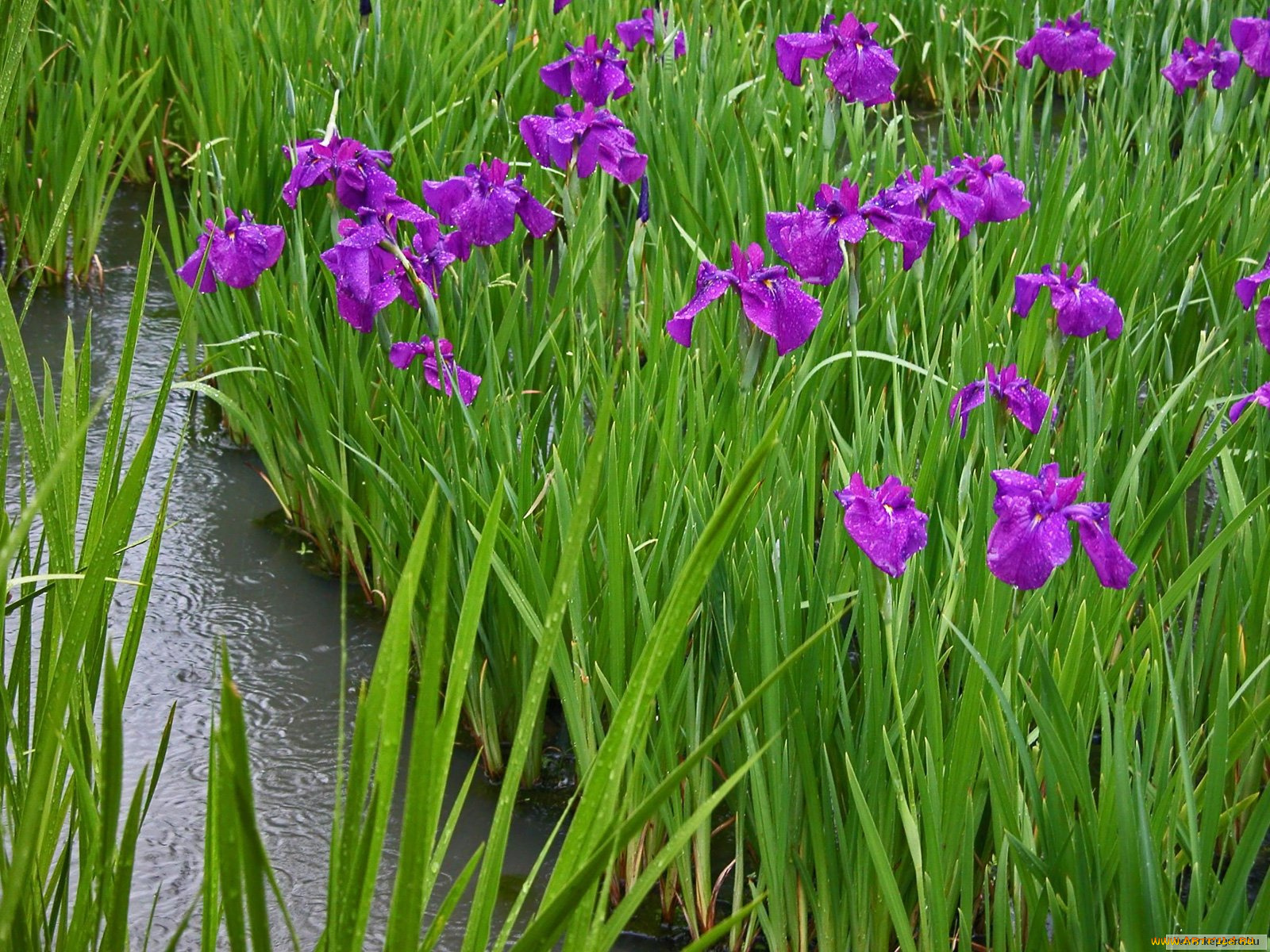 цветы, ирисы