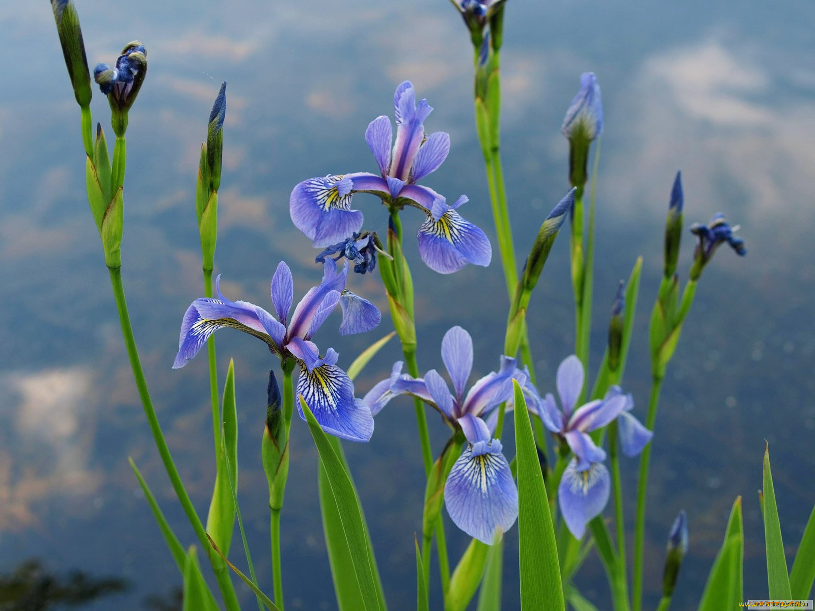 цветы, ирисы