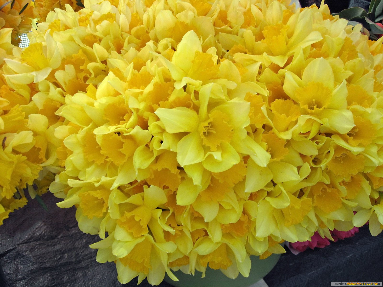 цветы, нарциссы