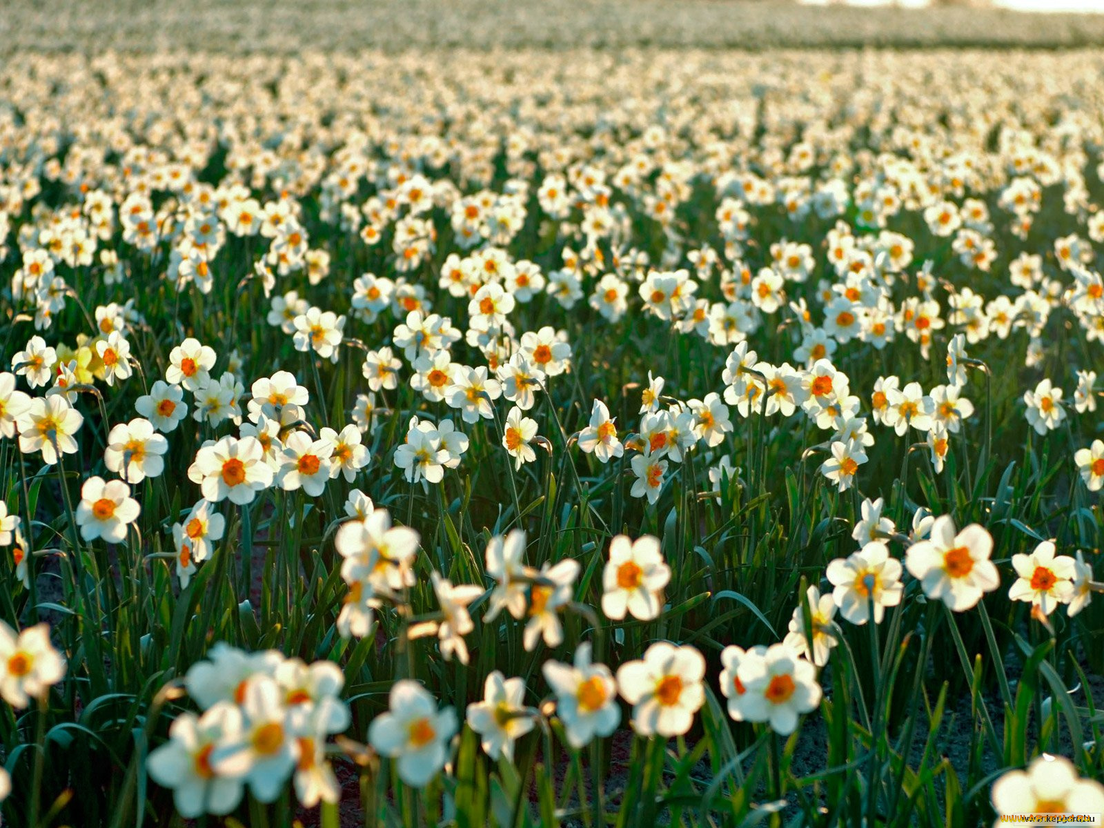 цветы, нарциссы