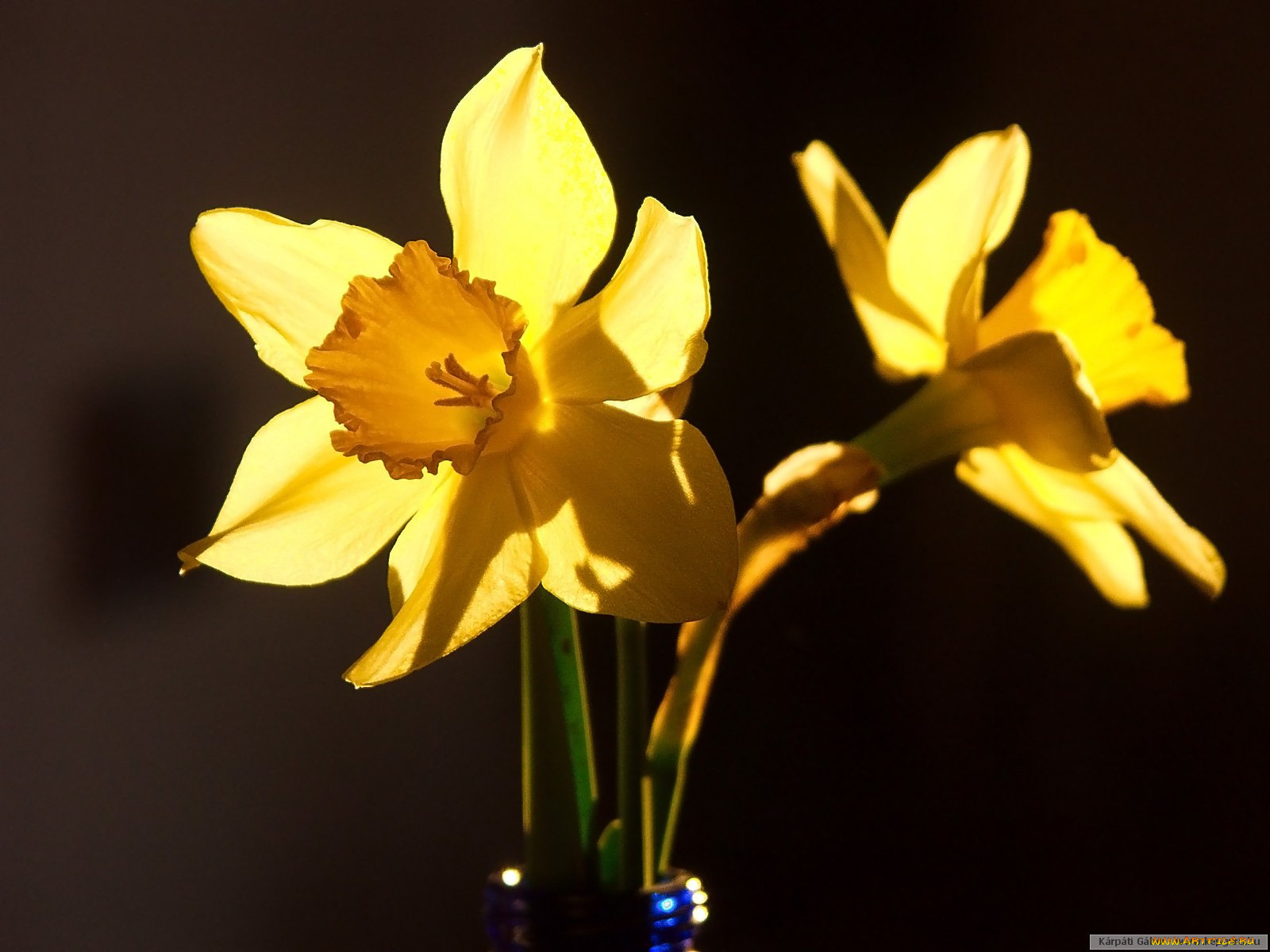 цветы, нарциссы