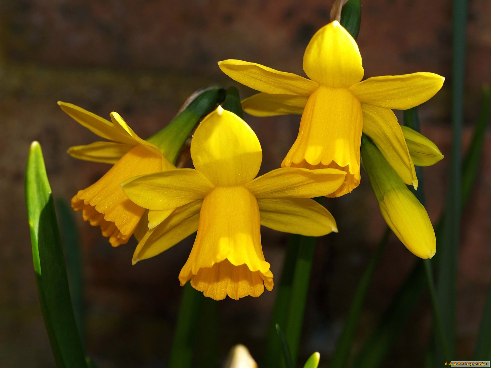 цветы, нарциссы