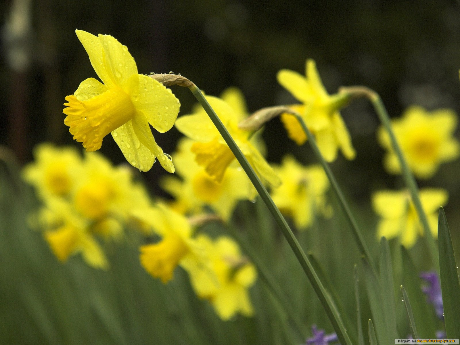 цветы, нарциссы