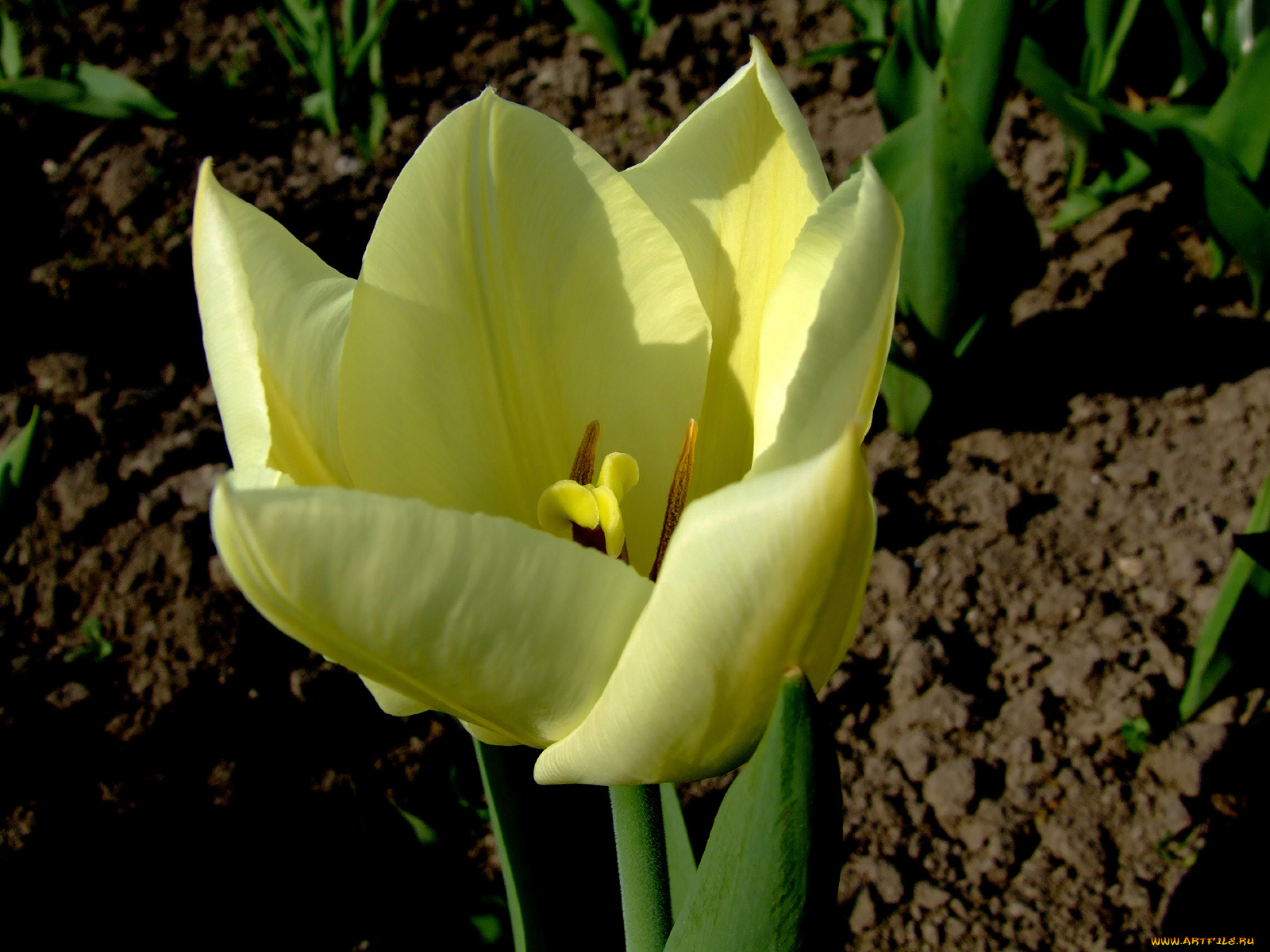 цветы, тюльпаны