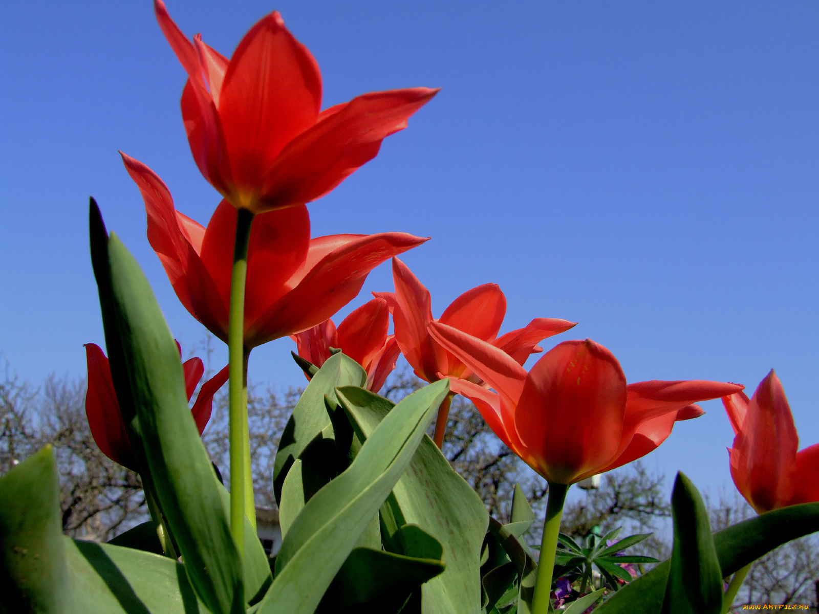 цветы, тюльпаны