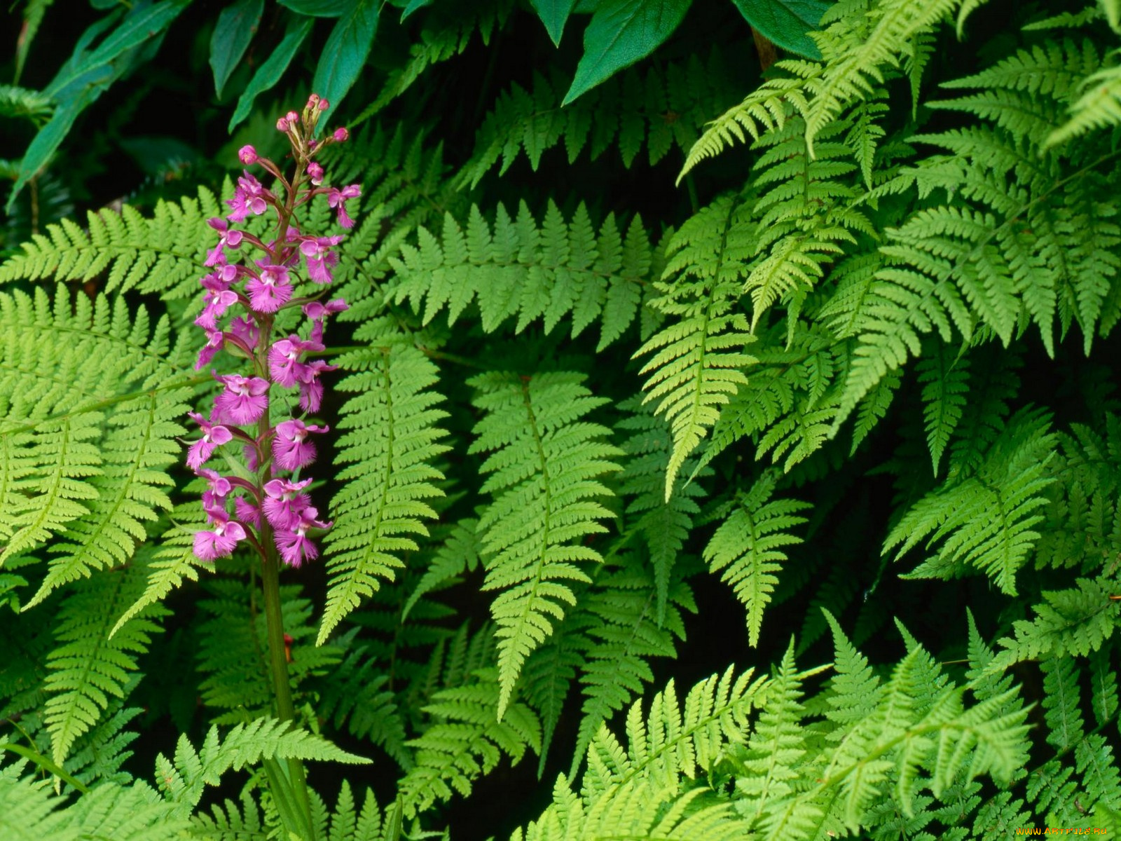 purple, fringed, orchid, great, smoky, mountains, north, carolina, цветы, орхидеи