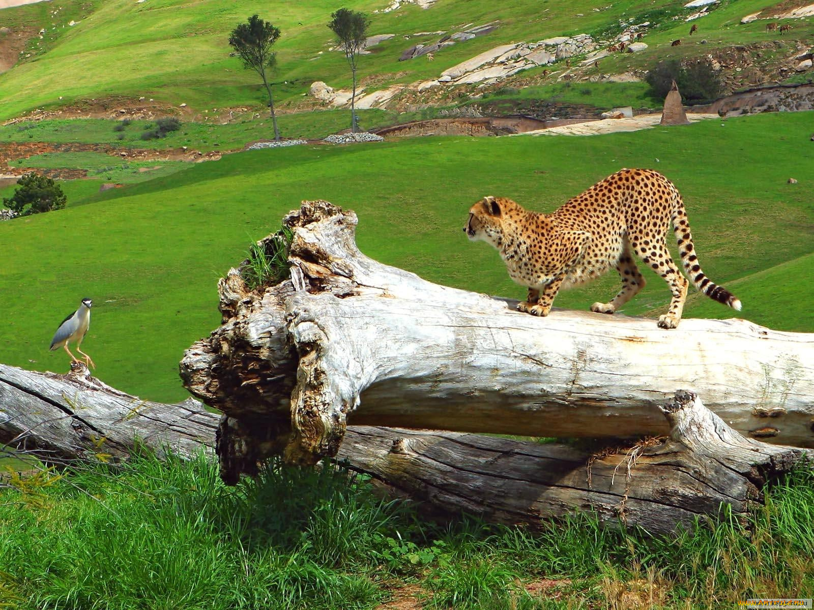 животные, гепарды