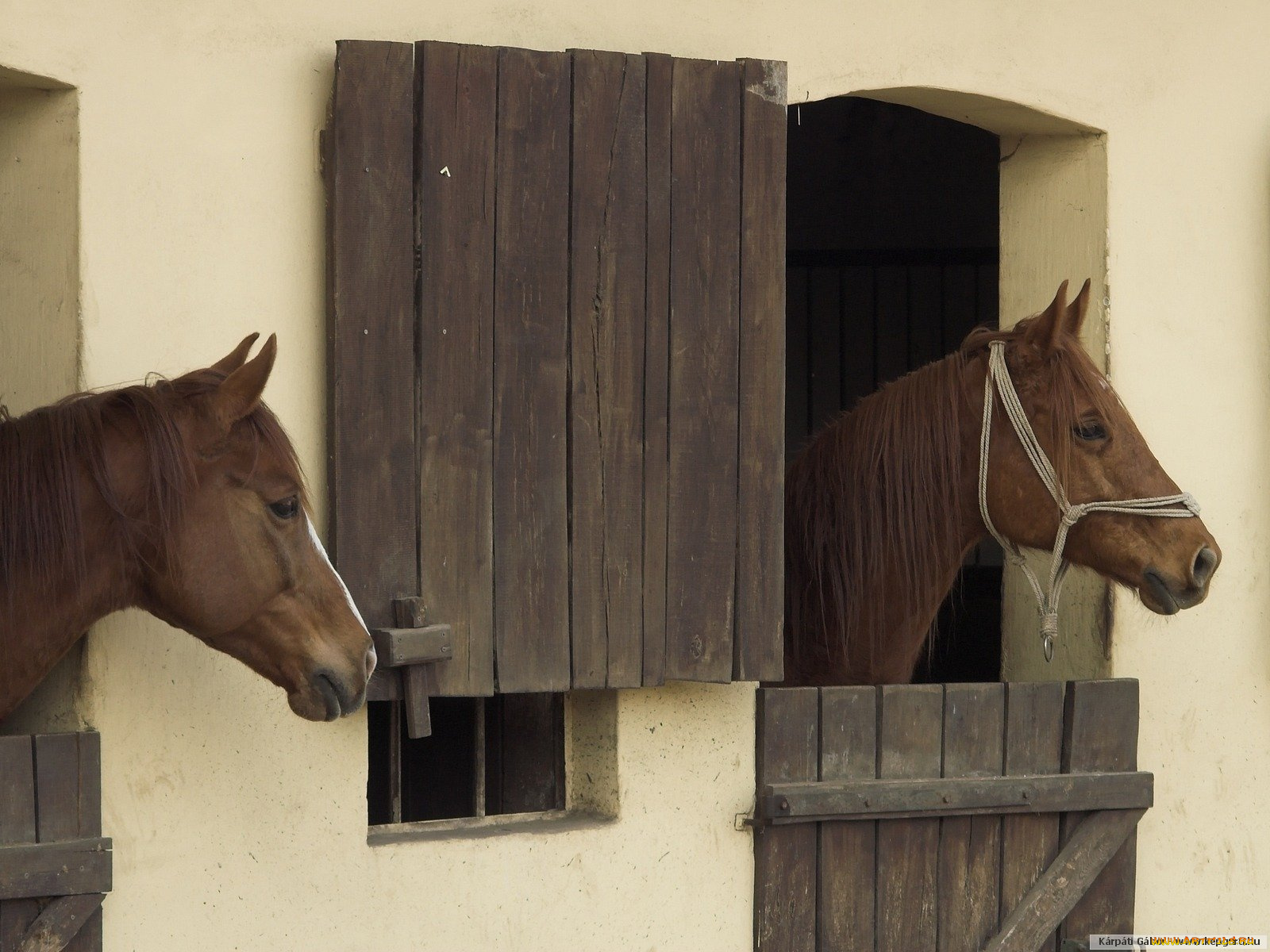 животные, лошади