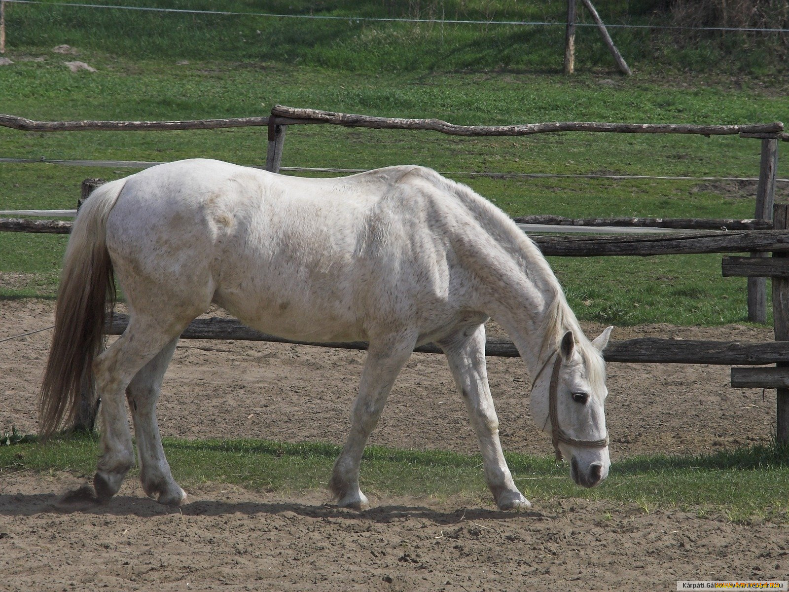 животные, лошади