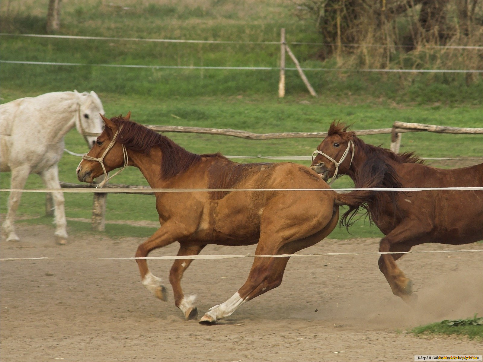 животные, лошади