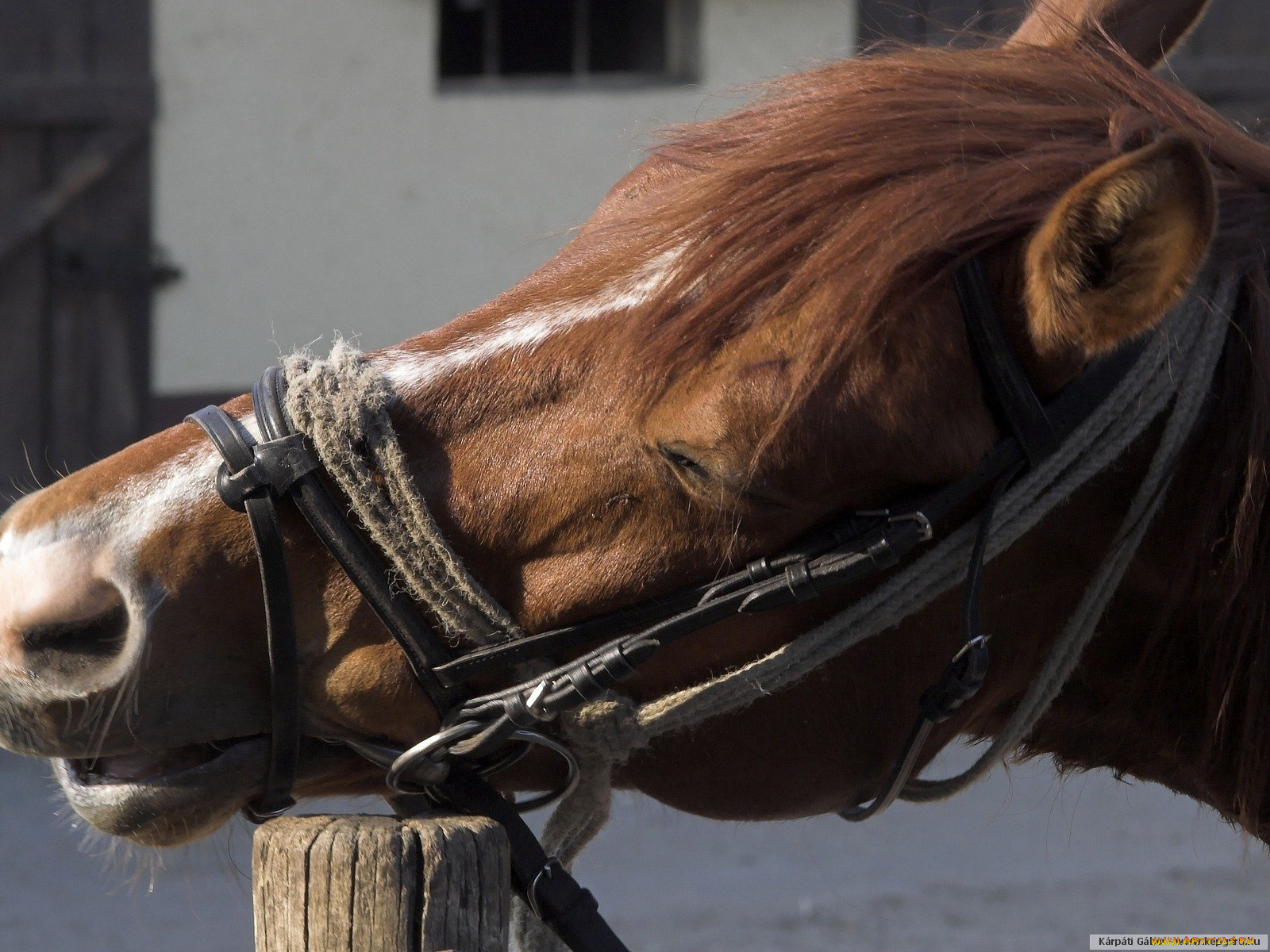 животные, лошади