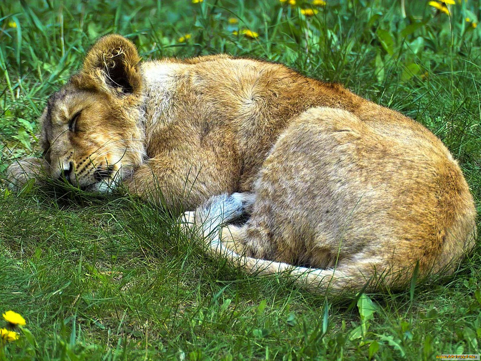 животные, львы