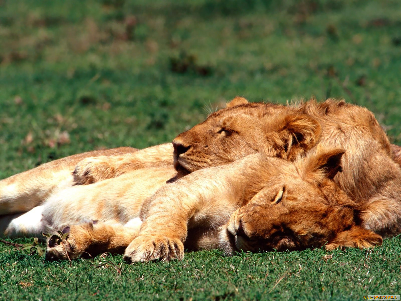 животные, львы