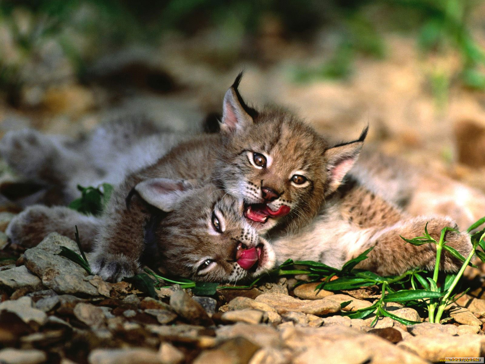 животные, рыси