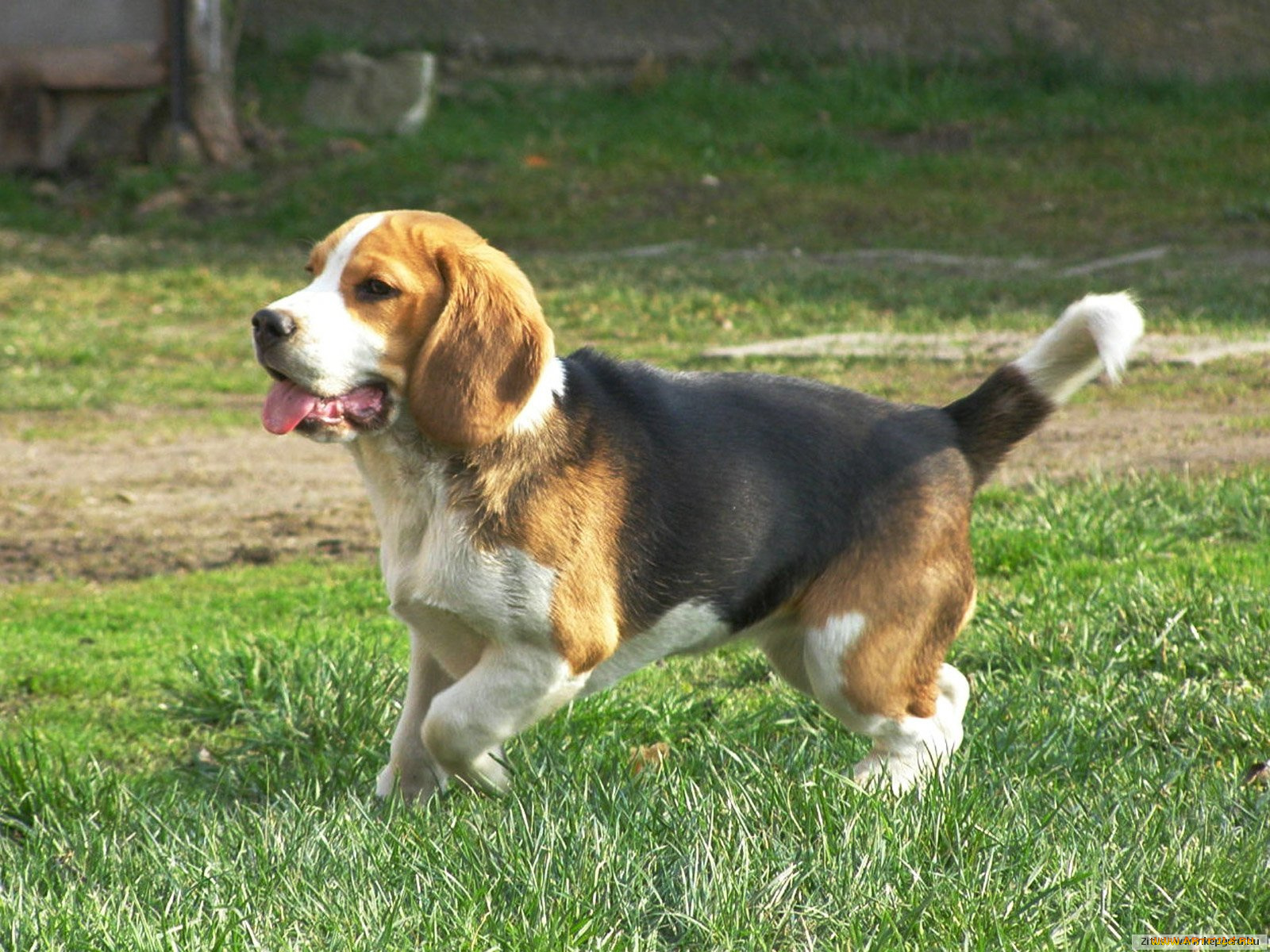 животные, собаки