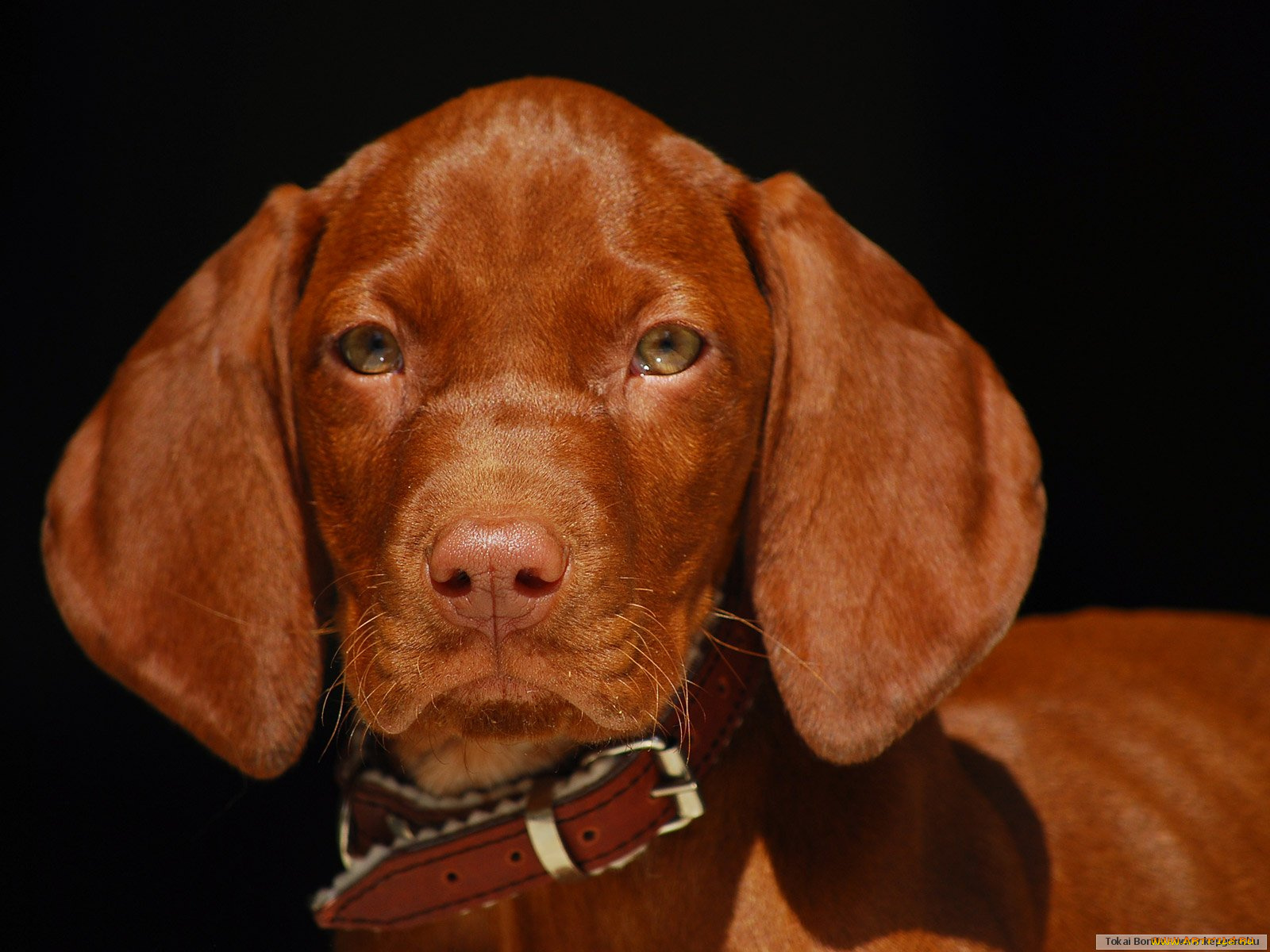 животные, собаки