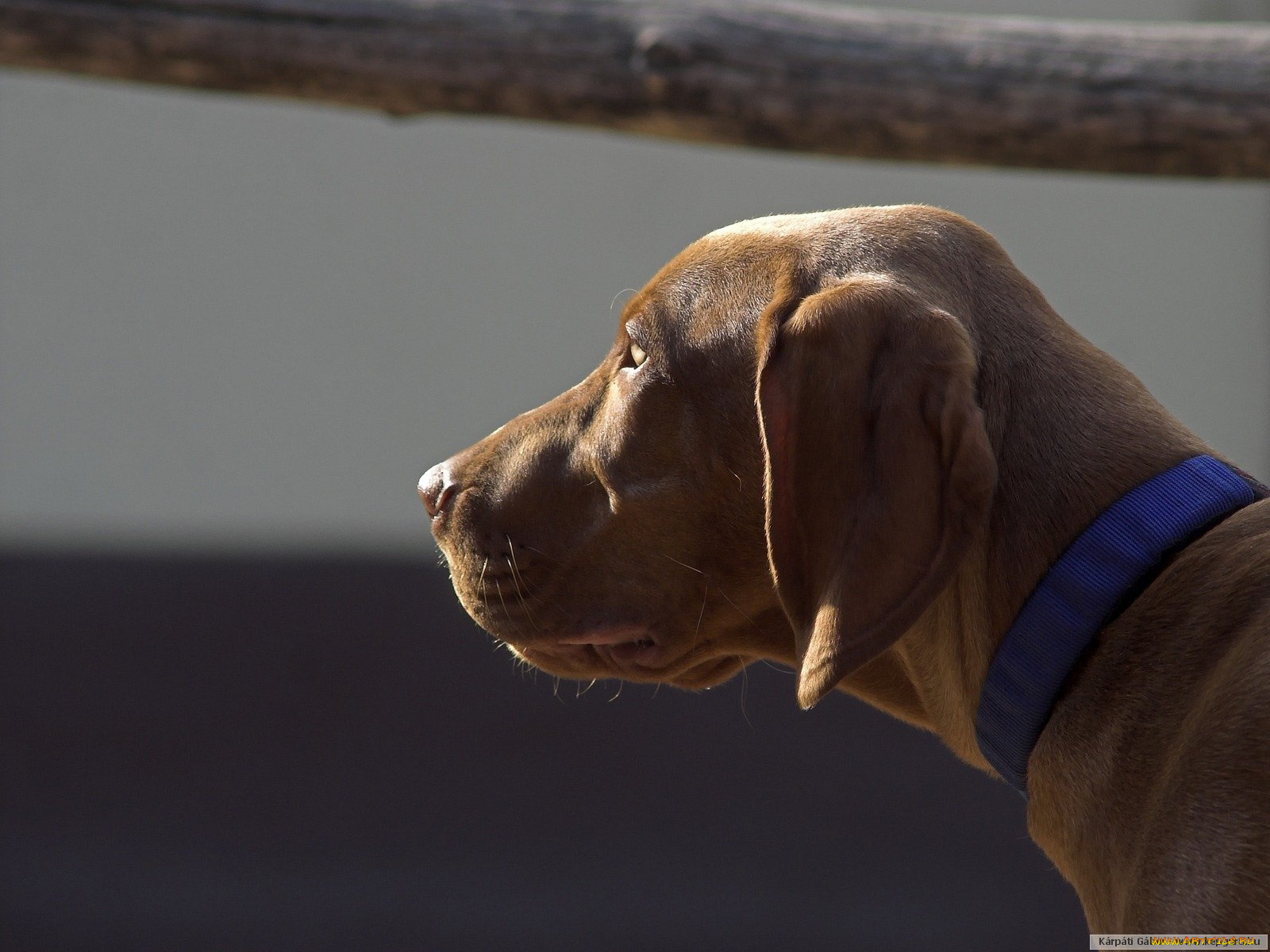 животные, собаки