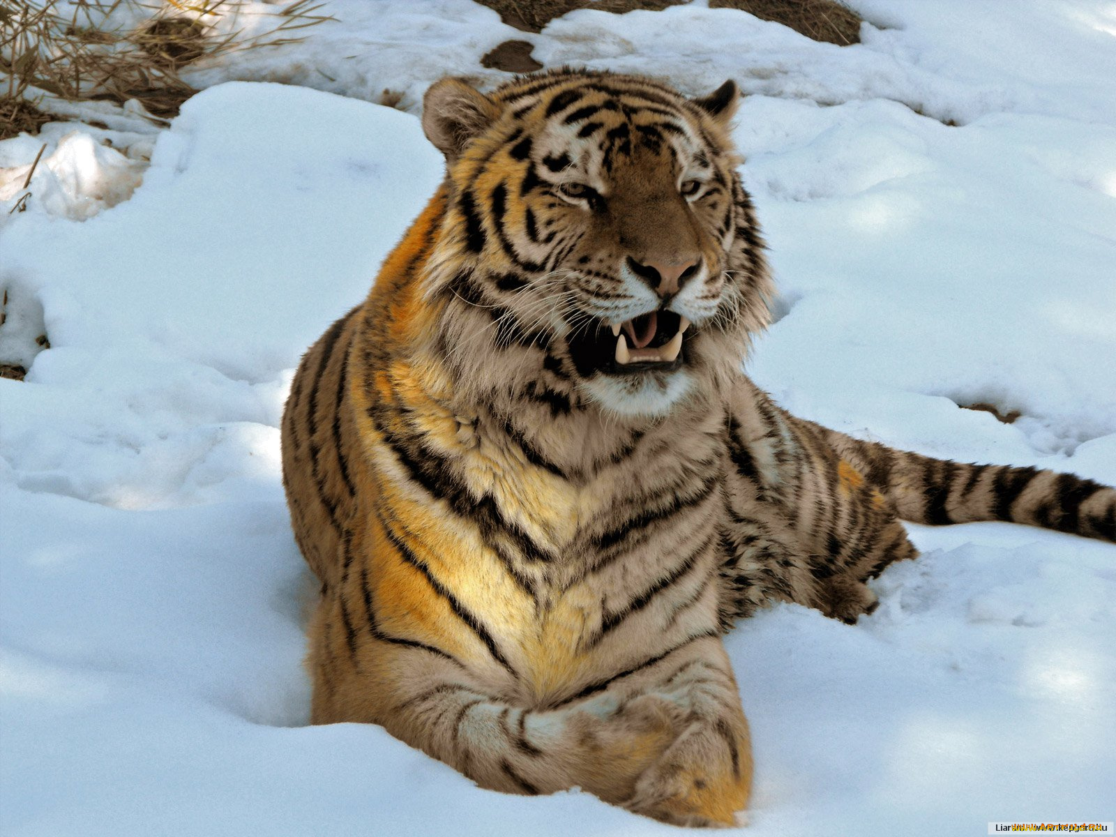 животные, тигры