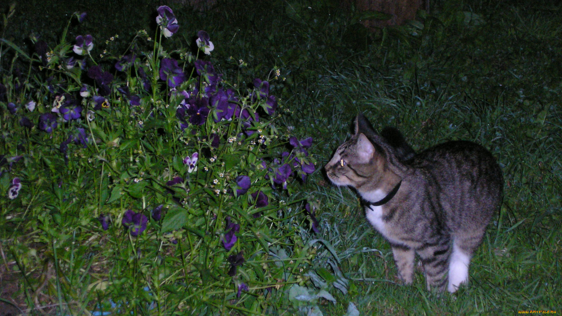 животные, коты